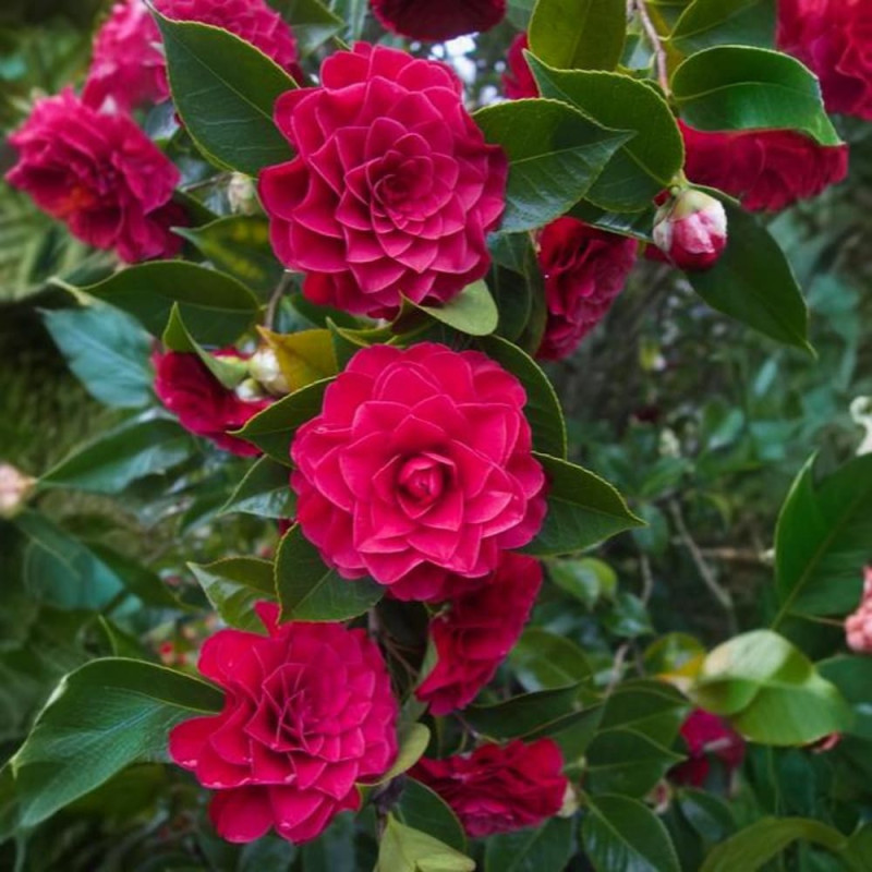 Camellia Japonica "Roger Hall" Ghiveci 2L 50-60cm - Boboci la Livrare