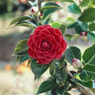 Camellia Japonica "Roger Hall" floare