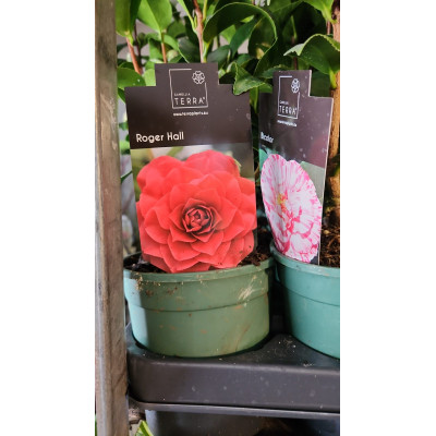Camellia Japonica "Roger Hall" eticheta originala garantie