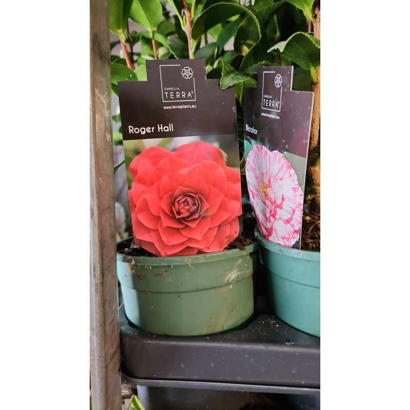Camellia Japonica "Roger Hall" eticheta originala garantie