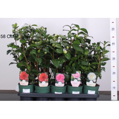 Camellia Japonica - planta matura - calibru la livrare 50-60cm