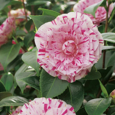 Camellia Japonica "Bicolor" Ghiveci 2L 50-60cm - Boboci la Livrare