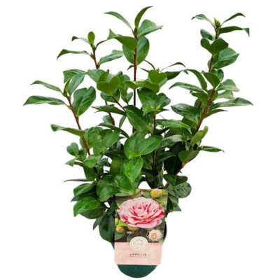 Camellia Japonica "Bicolor" - eticheta originala - garantie