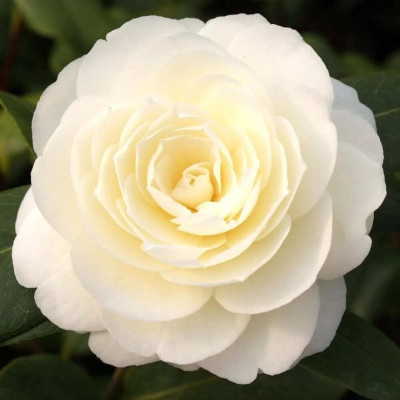 Camellia Japonica "Dahlonega" Ghiveci 2L 50-60cm - Boboci la Livrare