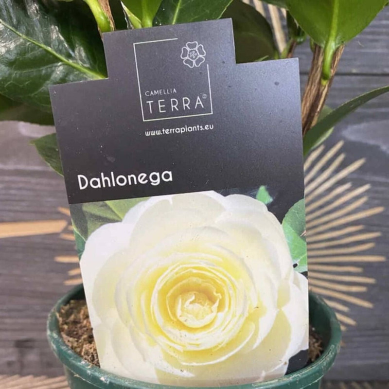 Camellia Japonica "Dahlonega" - eticheta originala - garantie