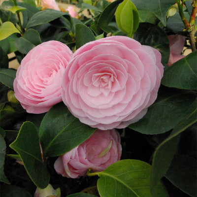 Camellia Japonica "Pearl Maxwell" Ghiveci 2L 50-60cm - Boboci la Livrare