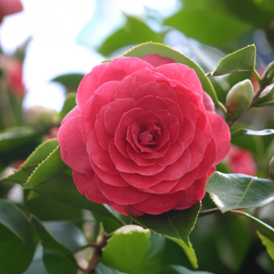 Camellia Japonica "Eugenia Montijo" Ghiveci 2L 50-60cm - Boboci la Livrare