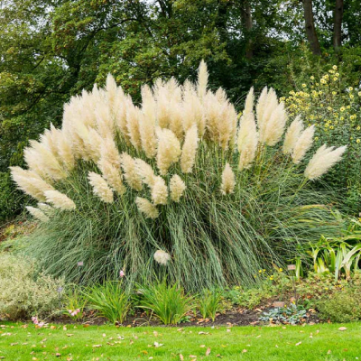 Iarba de Pampas "Cortaderia Silver" Ghiveci 2L 30-40cm