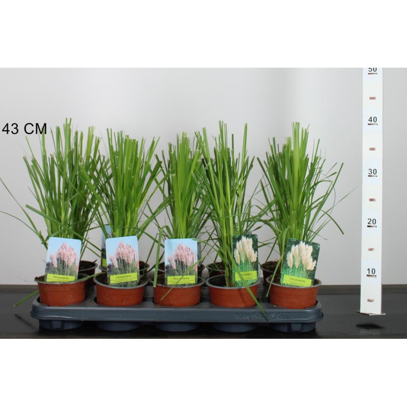 Iarba de Pampas "Cortaderia Silver" Ghiveci 2L - Bulbshop