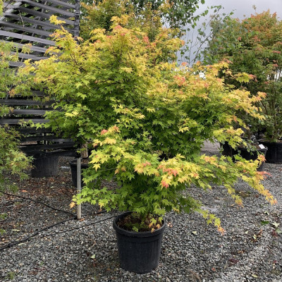 Artar Japonez "Acer Orange Dream" Ghiveci 2L 40-50cm