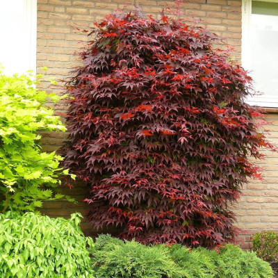 Artar Japonez Rosu "Acer Atropurpureum"  la maturitate