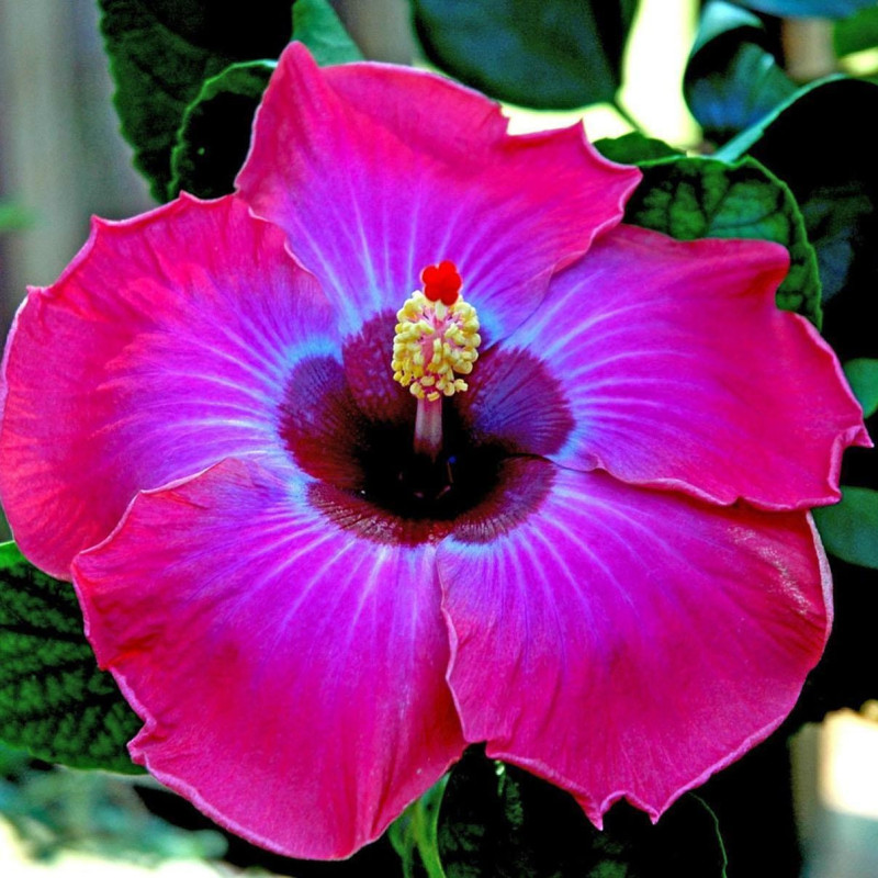 Hibiscus "Purple Sensation" Ghiveci 3L 50-60cm