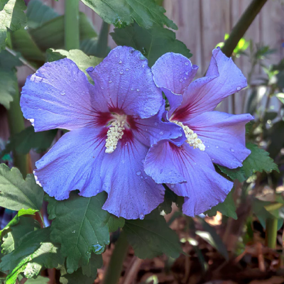 Hibiscus Syriacus "Sharon Althea Blue" Ghiveci 3L 50-60cm