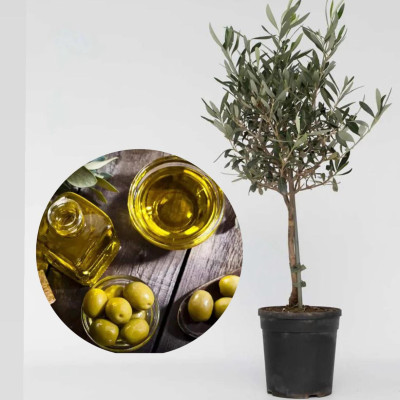 Maslin "Olea Europaea" Ghiveci 2L 50-60cm
