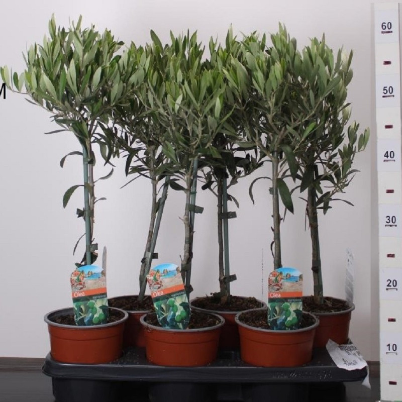 Maslin "Olea Europaea" - calibru, marime la livrare