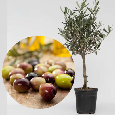 Maslin Aclimatizat "Leccino" Ghiveci 2L 50-60cm