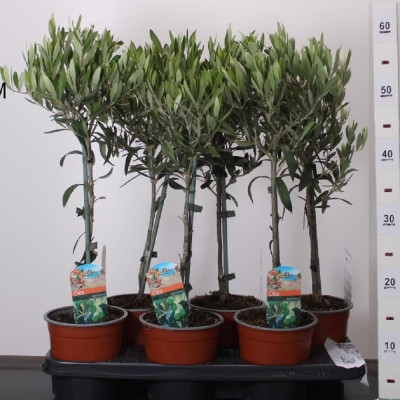 Maslin "Olea Europaea" - calibru, marime la livrare