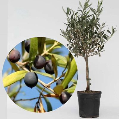 Maslin Aclimatizat "Koroneiki" Ghiveci 2L 50-60cm