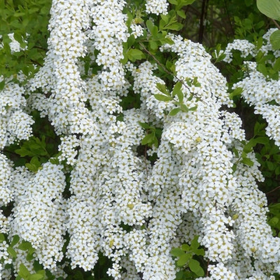 Cununita "Spiraea Cinerea Grefsheim" 70-80cm - Ghiveci 3L