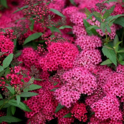 Cununita "Spiraea Jap. Anthony Waterer" 60-70cm - Ghiveci 3L