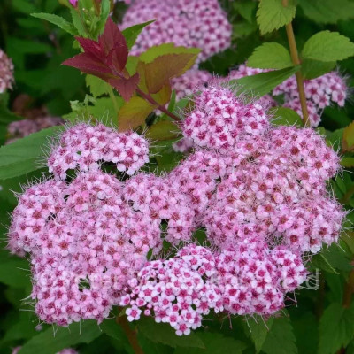Cununita "Spiraea Jap. Little Princess" 70-80cm - Radacina Nuda
