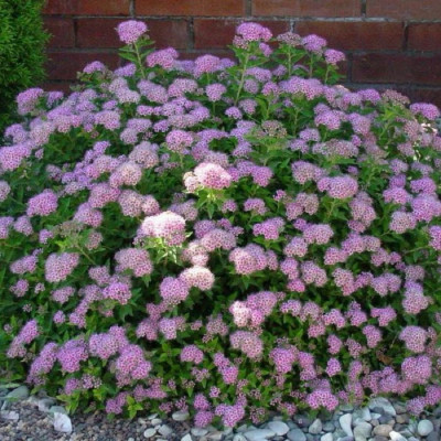 Cununita "Spiraea Jap. Little Princess"