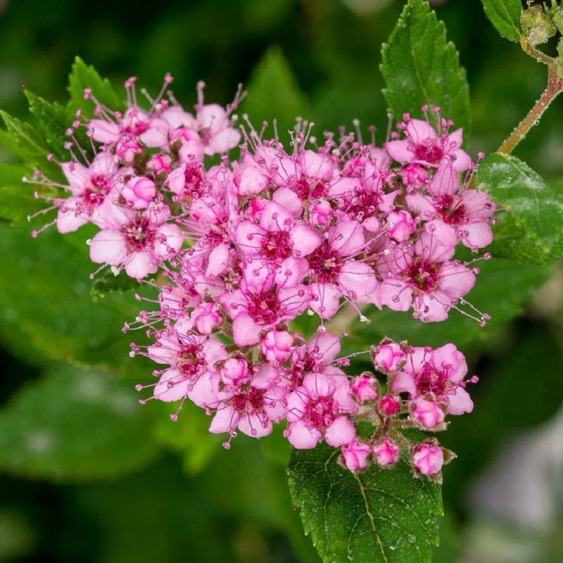 Cununita "Spiraea Jap. Little Princess" floare