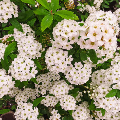 Cununita "Spiraea Jap. Vanhouttei" 70-80cm - Ghiveci 3L