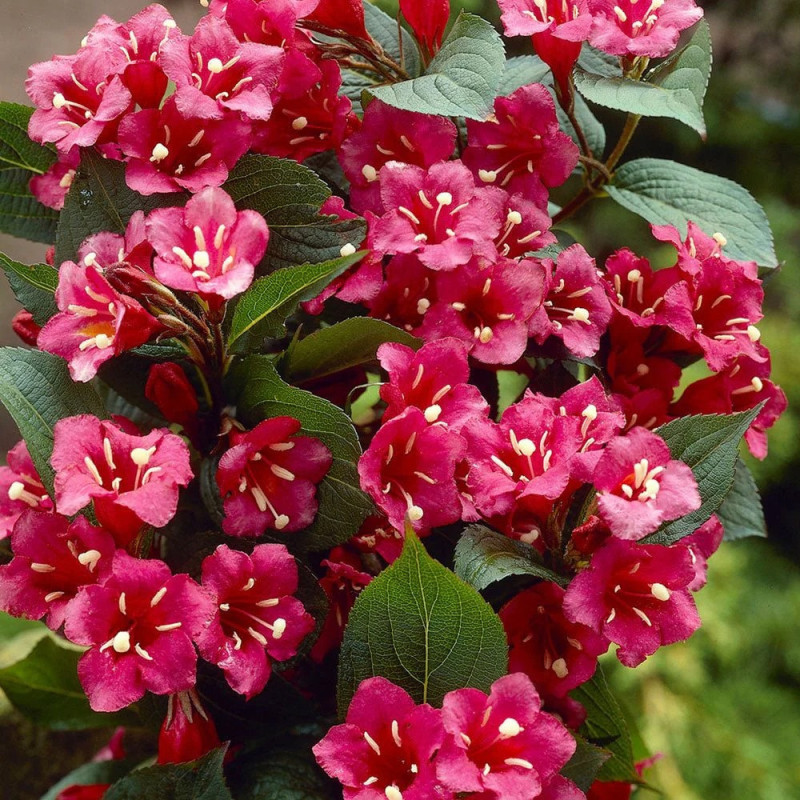 Weigela "Bristol Ruby" 100-120cm