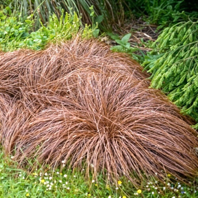 Iarba Ornamentala - Carex Comans "Bronze" la Ghiveci