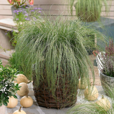 Iarba Ornamentala - Carex Comans "Frosted Curls" la Ghiveci