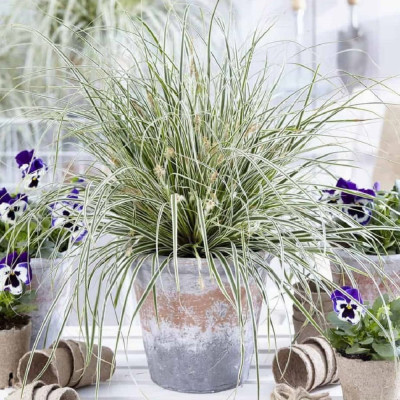 Iarba Ornamentala - Carex Oshim. "Everest" la Ghiveci