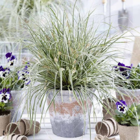 Iarba Ornamentala - Carex Oshim. "Everest" la Ghiveci