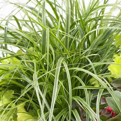 Iarba Ornamentala - Carex Oshim. "Everlime" la Ghiveci