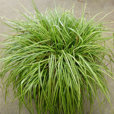 Iarba Ornamentala - Carex "Eversheen" la Ghiveci - Bulbshop