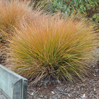 Iarba Ornamentala - Carex Tes. "Prairie Fire" la Ghiveci