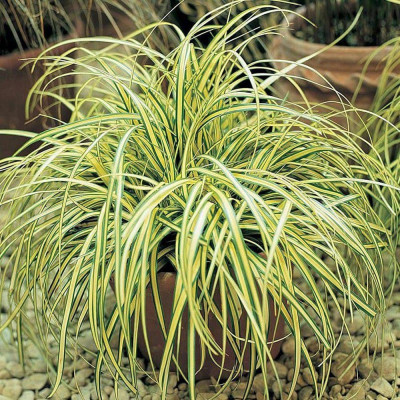 Iarba Ornamentala - Carex Oshim. "Evergold" la Ghiveci