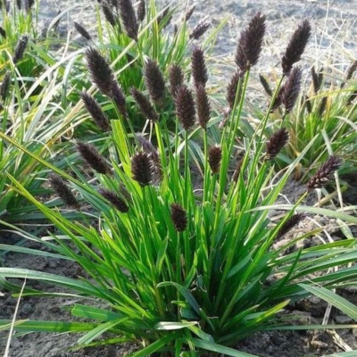 Iarba Ornamentala - Sesleria Heufleriana la Ghiveci