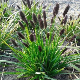 Iarba Ornamentala - Sesleria Heufleriana la Ghiveci