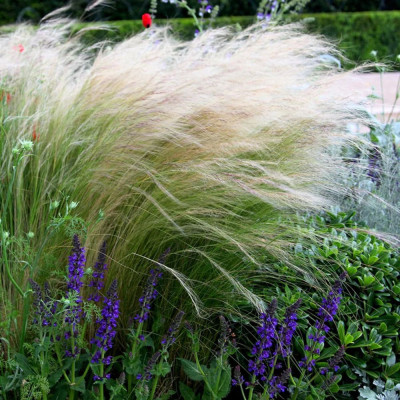Iarba Ornamentala - Stipa Tenussima "Ponytails" la Ghiveci