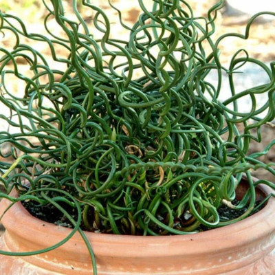 Iarba Ornamentala - Juncus Effusus "Spiralis" la Ghiveci
