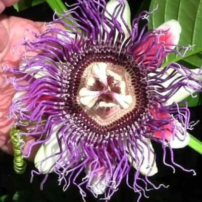 Passiflora Caerulea "Bicolor" Ghiveci 2L - 70cm