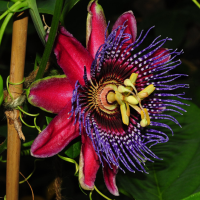 Passiflora Edulis "Red and Purple" Ghiveci 2L - 70cm