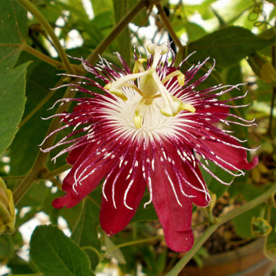 Passiflora Incarnata "Red" Ghiveci 2L - 70cm