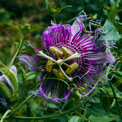 Passiflora Quadrangularis "Dark Purple" Ghiveci 2L - 70cm