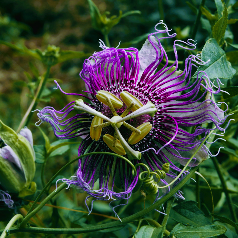 Passiflora Quadrangularis "Dark Purple" Ghiveci 2L - 70cm