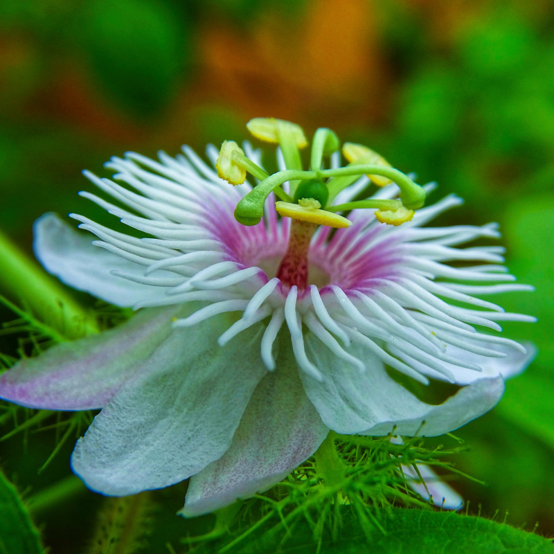 Passiflora Quadrangularis "Soft Pink" Ghiveci 2L - 70cm