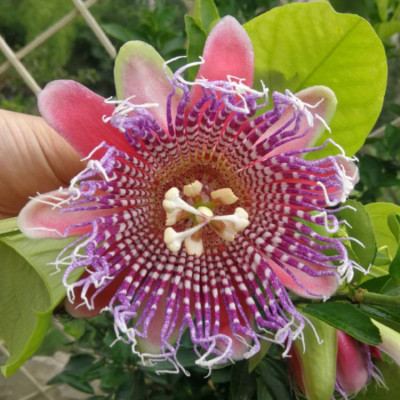 Passiflora Quadrangularis "Pink" Ghiveci 2L - 70cm