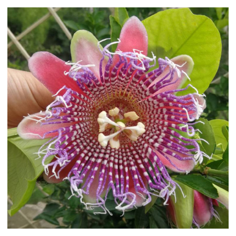 Passiflora Quadrangularis "Pink" Ghiveci 2L - 70cm