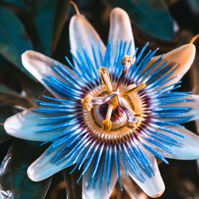 Passiflora Quadrangularis "Blue Azur" Ghiveci 2L - 70cm